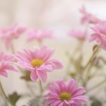 Photo casket, flowers